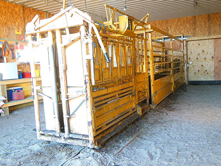 Cattle chute at Circle J Angus